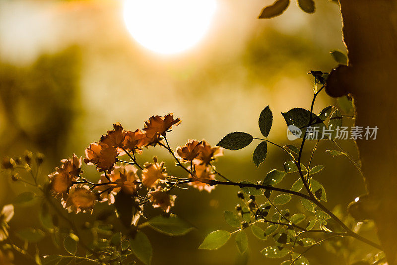 Small Pink Roses Flowers in Summer Garden at the Sunset